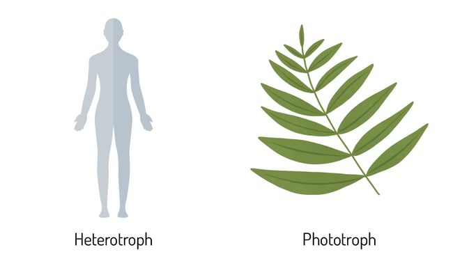 Diet-and-nutrition-blog-heterotroph-phototroph