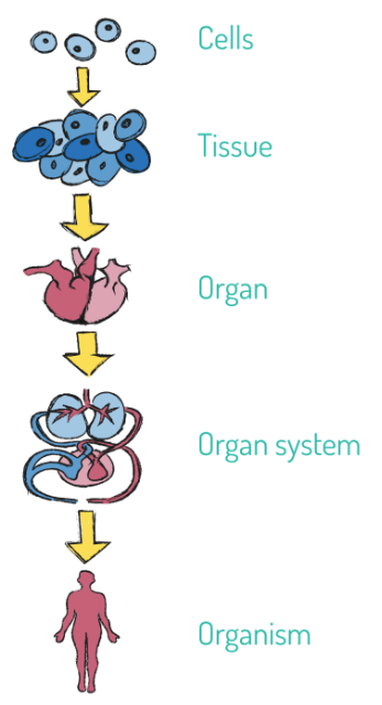 biology-teaching-points-1-image-005