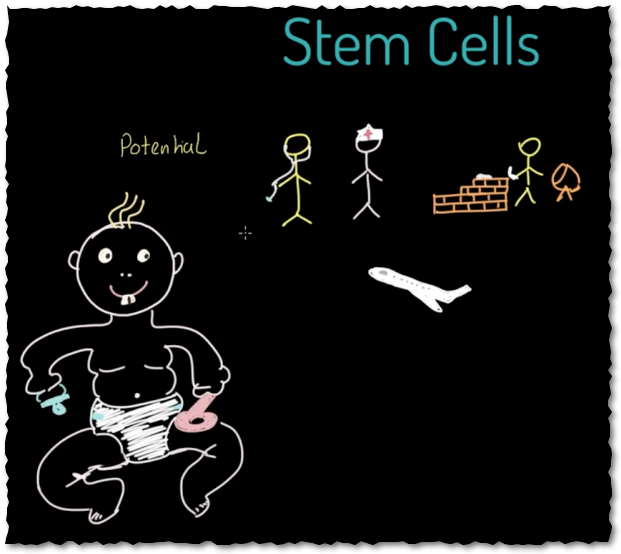 a baby has the potential to develop into anything including a doctor, nurse, builder, pilot as an analogy to stem cells