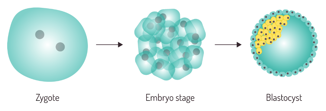 zygote develops into an embryo and then into a blastocyst