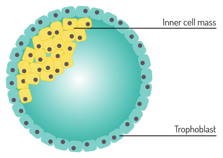 a blastocyst is composed of an inner cell mass and a trophoblast