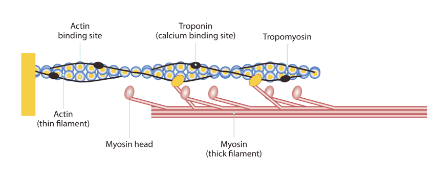 actin-myosin