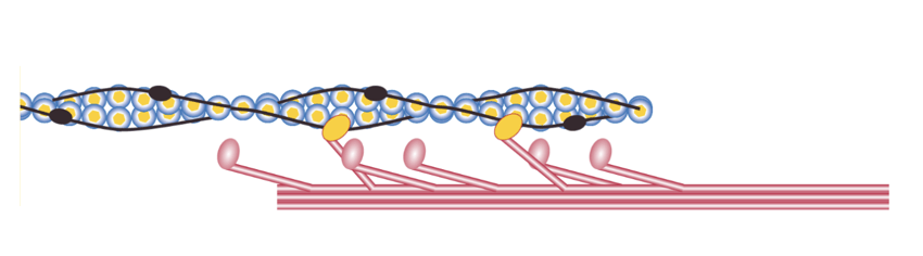 muscle-filament