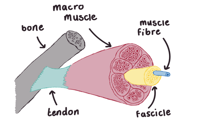 muscle-labelled