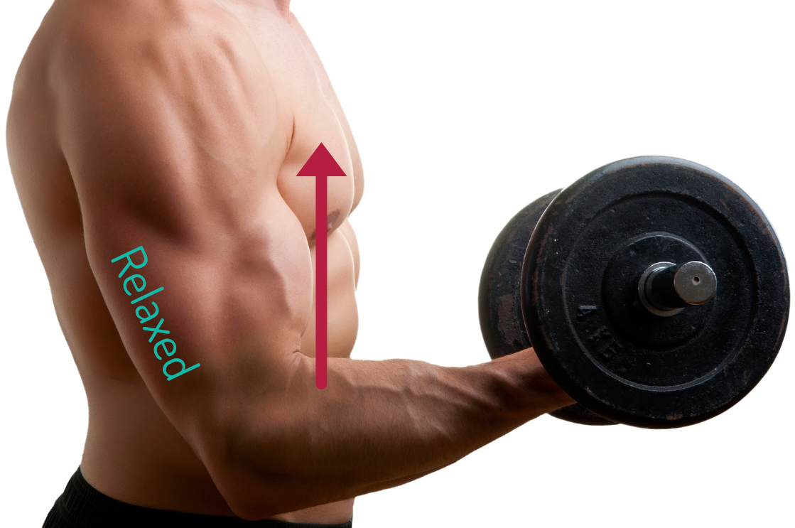 The story of muscle tissue - Part 3