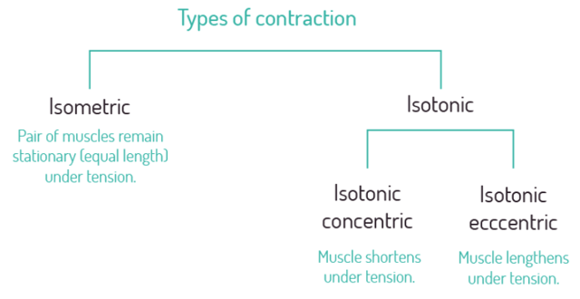 2024-30-part-3-image-05-types-of-contraction