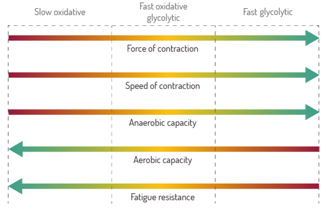 2024-30-part-3-image-08-muscle-fibre-types