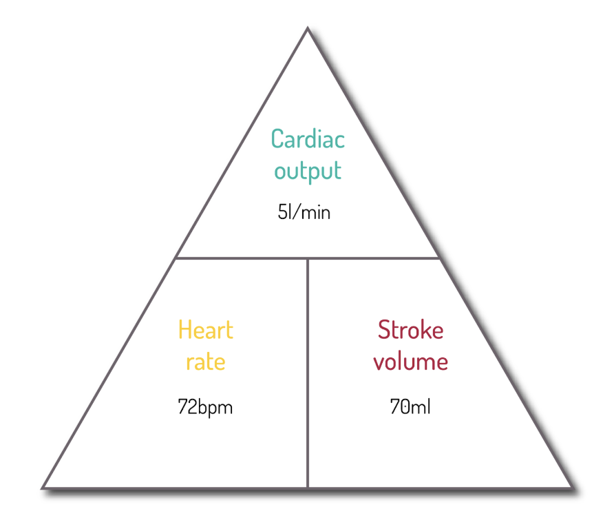 Eight facts about the heart that PE and Sport teachers should know ...