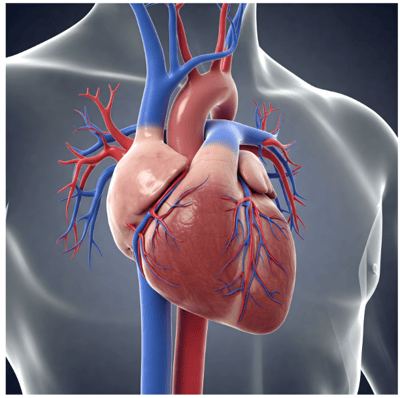 2025-08-image-09-heart