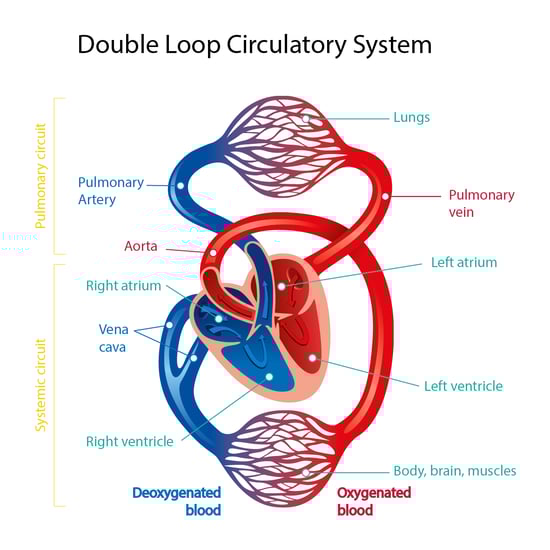 2025-image-double-loop-pulmonary