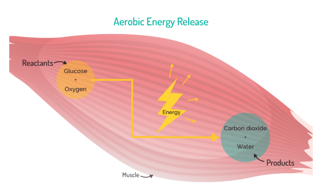 2025-10-image-01-aerobic-energy-release