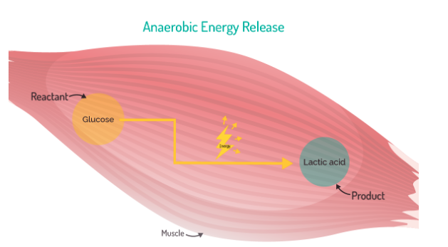 2025-10-image-02-anaerobic-energy-release