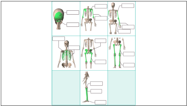 2025-19-image-01-bones