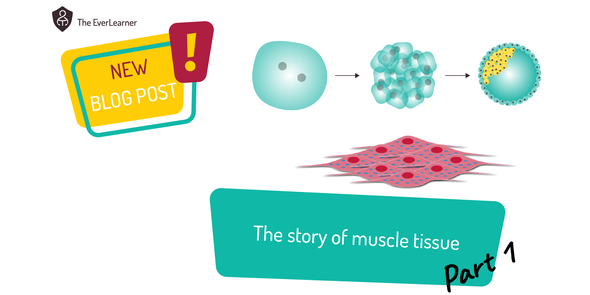 text saying new blog post called the story of muscle tissues together with an image of embryo development and muscle tissue